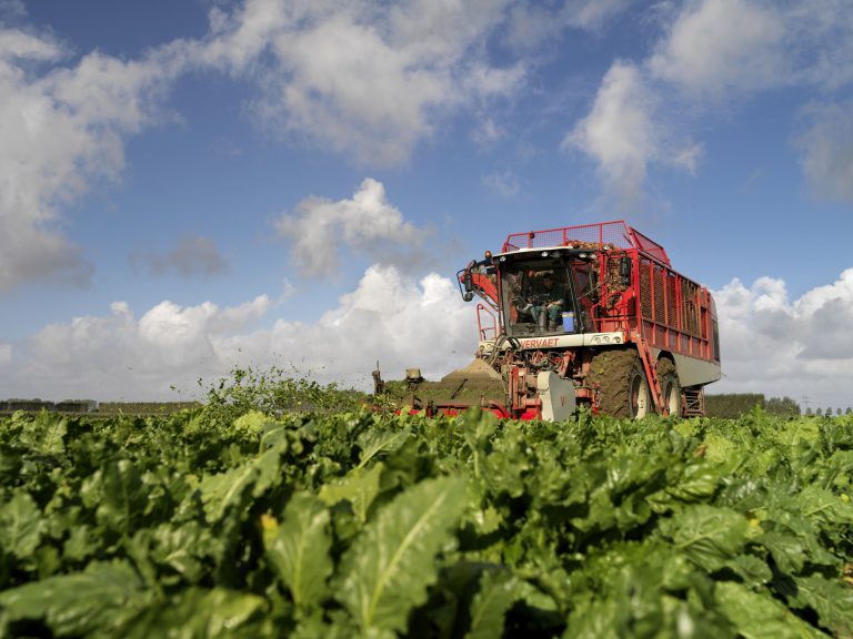 Nog 1.700 hectare te rooien