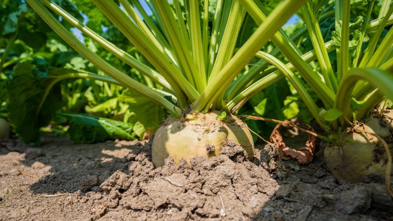 Tegenvallend rendement bietenteelt